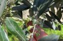 Sarıgöl’de zeytin üreticileri pamuklu bit zararlısına...