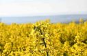 Tekirdağ sarıya büründü: Kanola tarlaları kartpostallık...