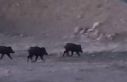 Yüksekova’da domuz sürüsü görüntülendi