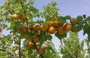 Mersin’de kayısı hasadı başladı, üretici verimden...