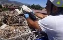 Leylek yuvalarındaki plastik ipler yavruların hayatını...
