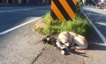 Anne köpek otomobilin çarpması ile telef olan yavrusunun başından ayrılmadı