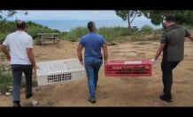 Yalova Esenköy’de 100 kınalı keklik doğaya salındı