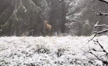 Bolu ormanlarında kızılgeyiğin böğürme anları kameraya yansıdı