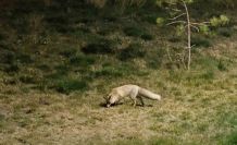 Bitlis sokaklarında tilkiler görüntülendi