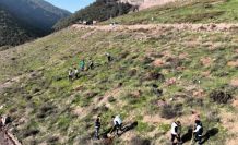 Körfez’e 3 bin 300 Toros sediri dikilecek