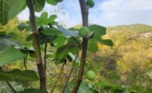 Mevsimi şaşıran incir ağaçları meyve verdi