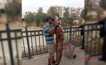 Boyu kadar yayın balığını eliyle yakaladı