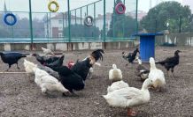 Buldan Gençlik Merkezinde mini hayvanat bahçesi kuruldu