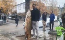 Elazığ’da 60 kiloluk turna balığı yakalandı