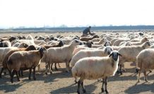 Erzincan’da sürüler merada