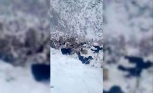 Hizan’da kar yağışı, sürüyü hazırlıksız yakaladı