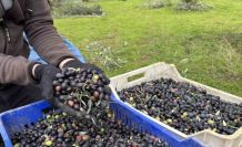 Orta Sakarya Vadisi’ndeki mikroklima etkisine sahip Osmaneli’nde zeytinler hasat sona erdi