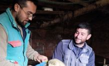 Pınarhisar’da küçükbaş hayvanların küpeleri takıldı