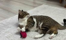 Uzmandan evcil hayvanlarda aşı uyarısı