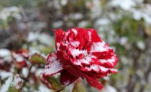 Yozgat’ta çiçekler kar altında kaldı