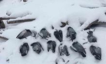 Elazığ’da onlarca güvercin donarak telef oldu