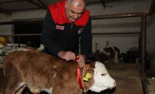 Elazığ’da yılın ilk buzağısına "Bereket" adı verildi