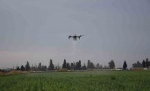 Mersin’de dronla gübreleme ve ilaçlama çiftçinin zayiatını sıfıra indirdi, zamandan tasarruf sağladı