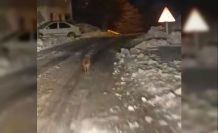 Sincik’te kurt köy merkezine indi