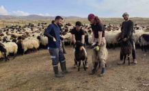 Şırnak’ta hayvancılığa 2025’te güçlü dokunuş