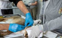 Ağır yaralı bulunan saz kedisi, sağlıklı şekilde doğaya salındı