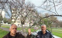 Balıkesir’de bademler çiçek açtı