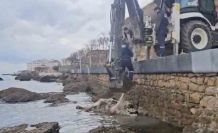 Gelibolu’da ölü inek sahile vurdu