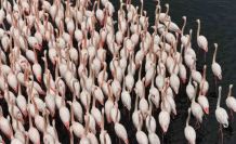 İzmit Körfezi’nde allı turna güzelliği