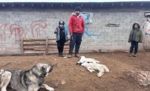 Erzincan’da kuzu telefleriyle ilgili numuneler laboratuvara gönderildi