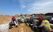 İki kardeşten üzüm fidanında büyük başarı