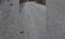 Kastamonu’da onlarca kuş yolda telef olmuş halde bulundu