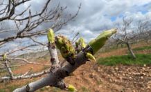 Antep fıstığının sürgün gelişiminde karagöz kurdu ve kabuklu bit riski