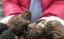 Bin 800 rakımlı dağlardan toplanıp kilosu bin 500 liradan satılıyor