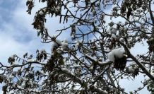 Çorum için zirai don uyarısı