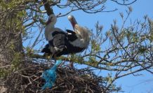 Leylek Ormanı şenlendi: Görenler hayran kaldı