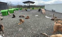 Sokak hayvanları doğal yaşam alanına kavuştu