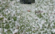 Mayısta yağan kar hayretle karşılandı