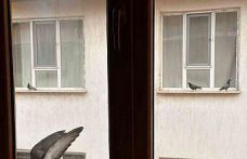 Yürekleri ısıtan davranış: Minik öğrenciden kuşlara ekmek