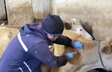 Demirözü’nde aşılama ve küpeleme çalışmaları devam ediyor