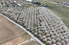 Malatya’da çiçek açan kayısı bahçeleri havadan görüntülendi