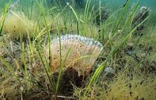 Marmara Denizi’nde kullanılan kaçak av aracı yakalandı