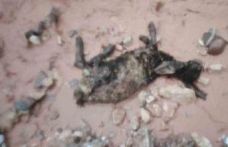 Şırnak’ta sel göçerleri vurdu: Hayvanlar telef oldu, çadırlar sular altında kaldı