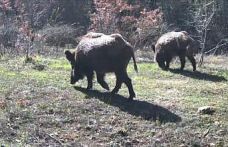 Yiyecek arayan yaban hayvanları fotokapanla görüntülendi