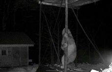 Aç kalan ayı kovanlara ulaşmak için düz demire tırmanmaya çalıştı