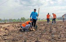 Başiskele’de 15 bin gül fidanı toprakla buluşuyor