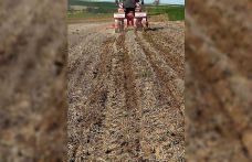 Tekirdağ’da ayçiçeği tohumları anıza ekim yöntemiyle toprakla buluştu