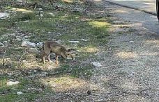 Uludağ dönüşü sürpriz misafir: Aç tilkiye peynirli kraker ikramı