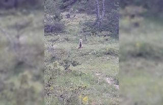 Aç kalıp şehre inen tilkiyi elleriyle besledi