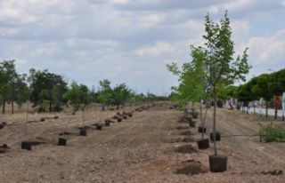 AKÜ’de bin 200 fidan toprakla buluştu
